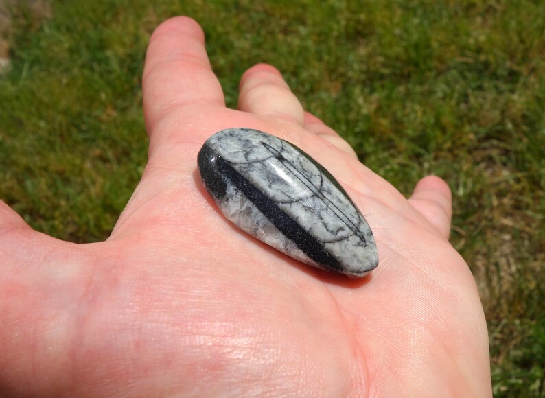 Orthoceras Fossil #1 ~ ONE small 1.5 Inch Genuine Orthoceras Fossil ~ Perfect for kids gift wire wrapping and rock collections!