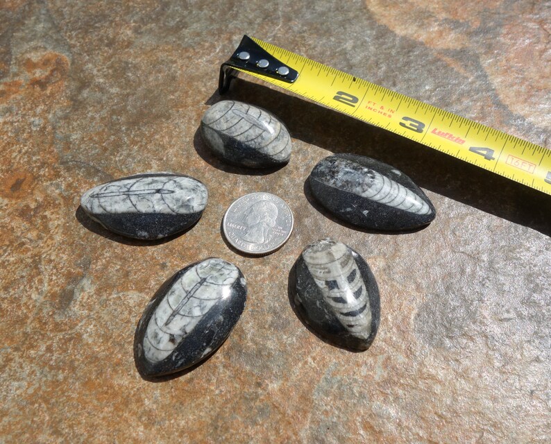 Orthoceras Fossil #1 ~ ONE small 1.5 Inch Genuine Orthoceras Fossil ~ Perfect for kids gift wire wrapping and rock collections!