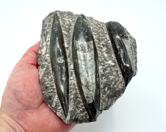 Orthoceras Fossil #6 ~ Fossil Plate with Stand ~ 1 pound 7.1 oz ~ Natural Fossil ~ Cephalopod ~ Unique Stone ~Organic ~ Home Décor