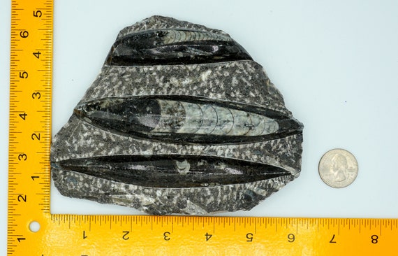 Orthoceras Fossil Plate with Multiple Cephalopods on Modern Stand Orthoceras Fossil Plate with Multiple Cephalopods on Modern Stand
