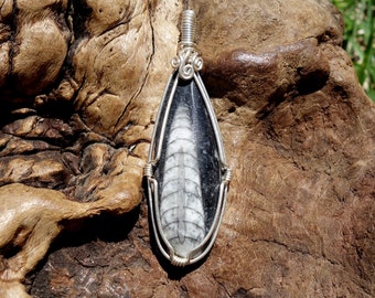 Orthoceras Fossil and Sterling Silver Wire Wrapped Pendant ~ Fossil Pendant, Wire Wrapped Fossil, Organic Stone, Black and White