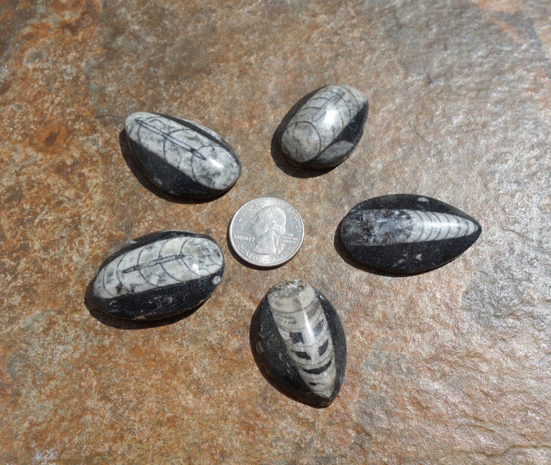 Orthoceras Fossil #1 ~ ONE small 1.5 Inch Genuine Orthoceras Fossil ~ Perfect for kids gift wire wrapping and rock collections!