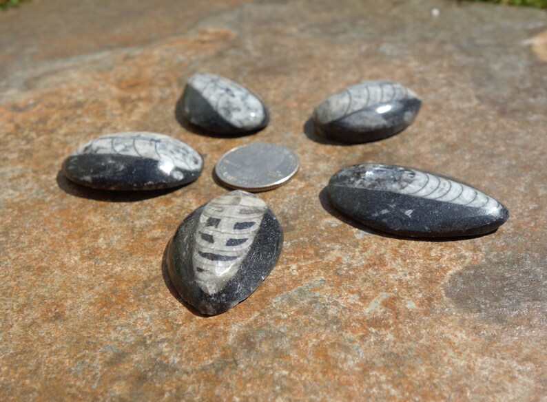 Orthoceras Fossil #1 ~ ONE small 1.5 Inch Genuine Orthoceras Fossil ~ Perfect for kids gift wire wrapping and rock collections!