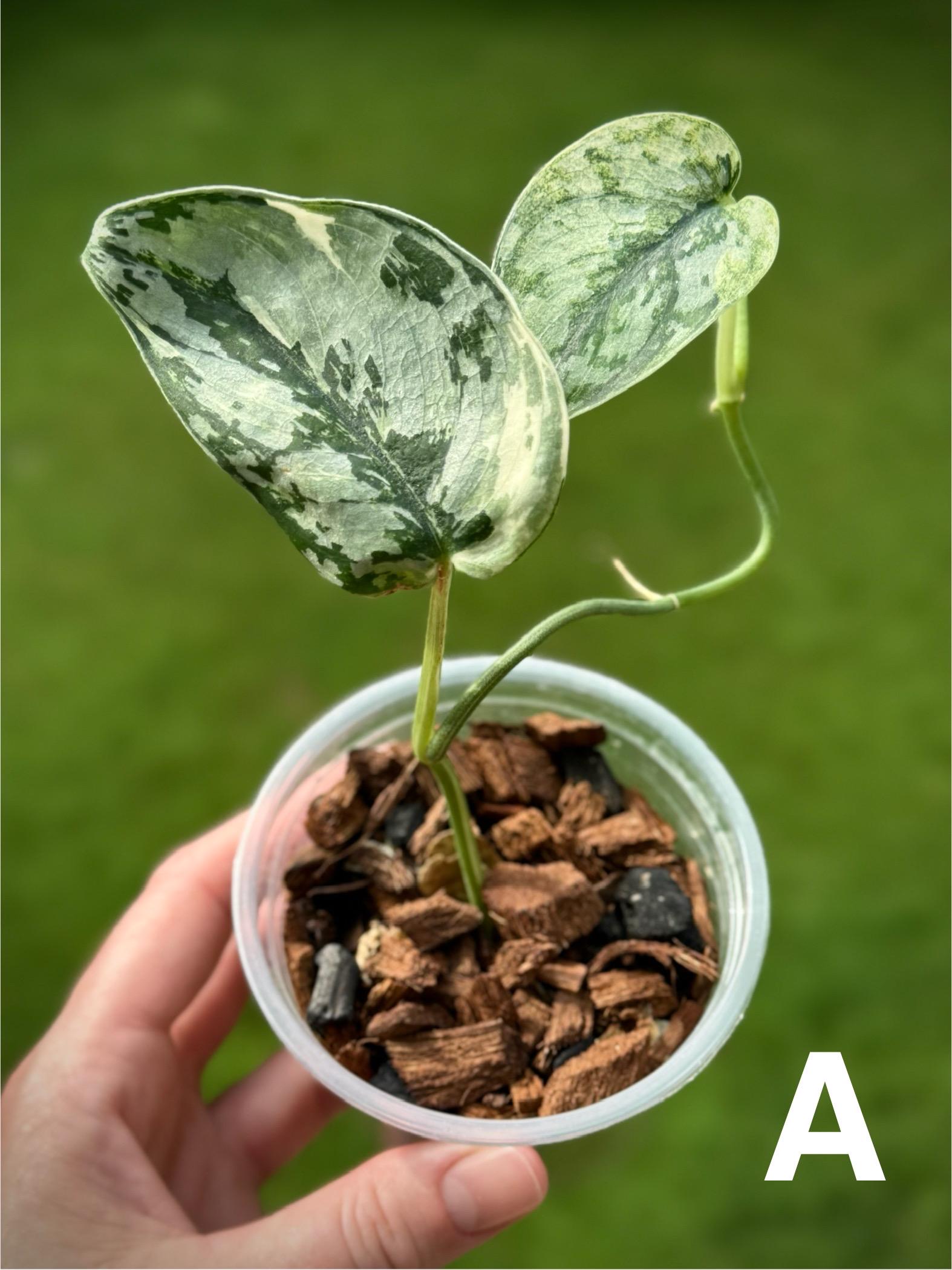 Scindapsus Mariposa - Etsy