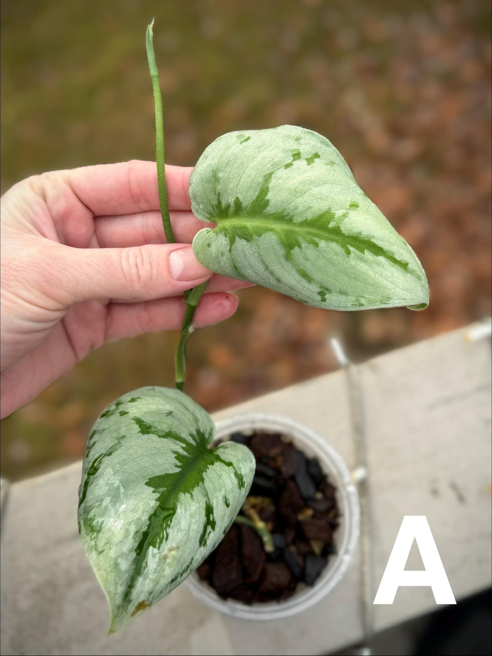 Scindapsus Silver Knight - Etsy