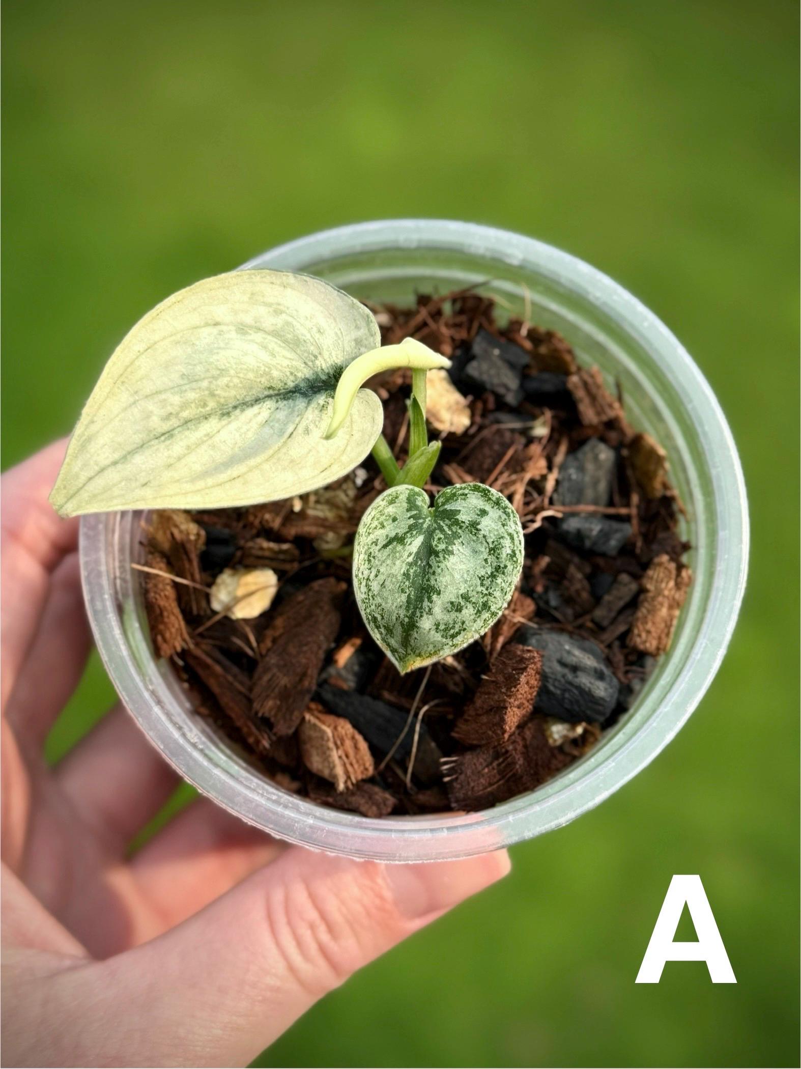 Scindapsus Pictus Mayari (mint Mutation) - Etsy