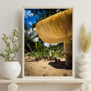 Wunderlicher Pilz -- Botanischer Druck