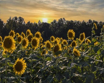 Campo de girasoles al atardecer, impresión fotográfica de girasoles, arte paisajístico, decoración de pared natural