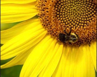 Download istantaneo di Bumble Bee e Sunflower Art