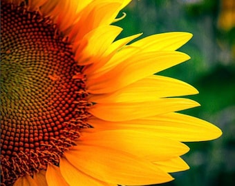 Sunrise Sunflower Wall Print - Nature Inspired Home Decor