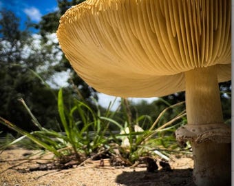 Fotografía de un hongo escudo caprichoso / Arte mural de bosque encantado / Decoración de hadas y gnomos / Impresión de fotografía de naturaleza
