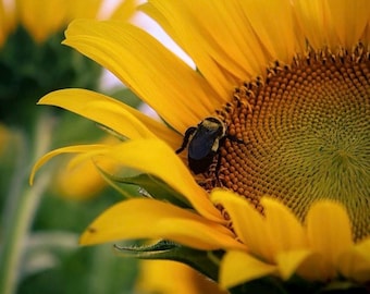 Estampado de girasol con abeja, obra de arte botánica para la decoración del hogar.