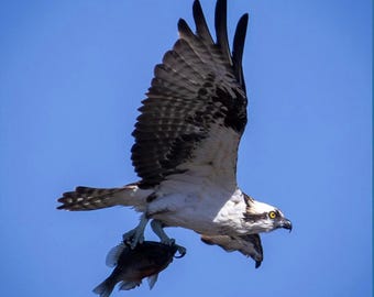 Bird of Prey Osprey Print | Fishing Bird Photography | Wildlife Art Decor