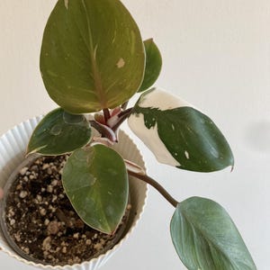 Philodendron White Knight - Medium Plant