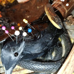 May include: A taxidermied black bird with a long beak, surrounded by a black snake. Several pins with colorful heads are inserted into the bird's body. A wooden object is in the background.