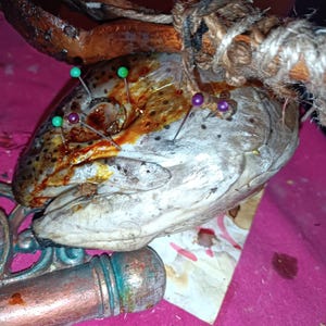 May include: A close-up of a fish head with several pins inserted. The fish head is a mix of brown, white, and yellow, with visible blood and tissue. A thick rope is tied around the head. The background is a bright pink surface.