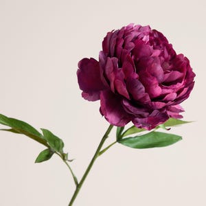 May include: A single, deep burgundy peony flower with multiple layers of petals. The flower is on a long, green stem with several green leaves. The background is a soft, neutral color.