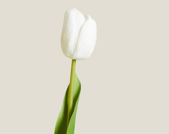Artificial White Tulip Stem