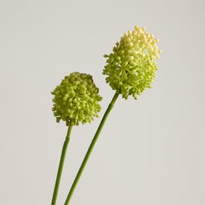 Allium vert au toucher réaliste, fleur artificielle moderne, haute tige botanique artificielle pour une décoration et des arrangements élégants à la maison