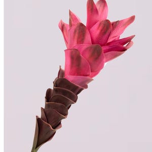 May include: An artificial flower featuring a dark burgundy stem and a head of bright pink petals with darker burgundy markings. The flower's design is striking, set against a soft, neutral background, emphasizing its vivid colours and unique form.