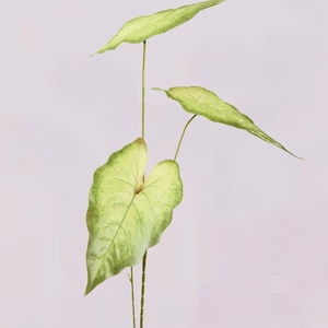 Puede incluir: Primer plano de una planta de Caladium verde claro con tres hojas. Las hojas tienen forma de corazón y están acentuadas con un borde verde más claro. Los tallos son finos y marrones, y el fondo es de un rosa pálido.