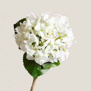 Artificial White Hydrangea Stem – Real Touch Faux Flower for Bouquets, Home Styling, Event Decor & DIY Arrangements
