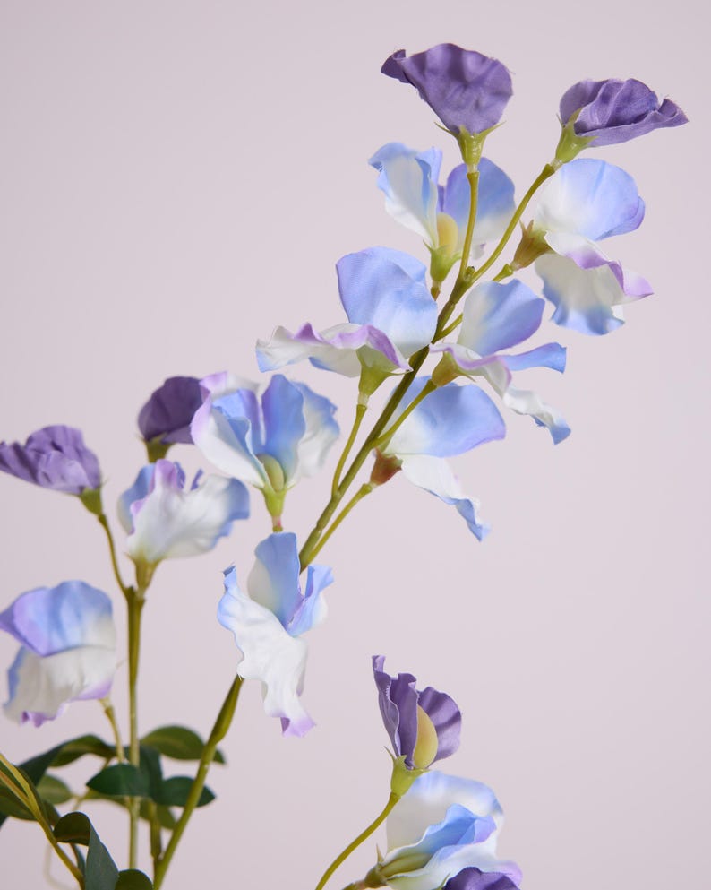 May include: A close-up of a floral arrangement featuring delicate sweet pea flowers. The flowers display a gradient of colors, from deep purple buds to light blue and white petals. Green stems and leaves provide contrast against the soft background.