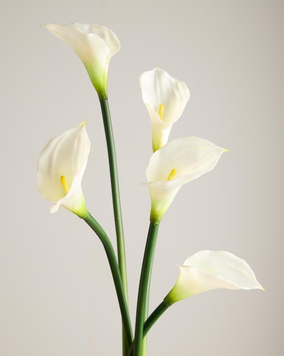 White Real Touch Calla Lily – Artificial Calla Lily, Elegant Wedding Flower, Premium Faux Botanical Stem for Modern Floral Arrangements