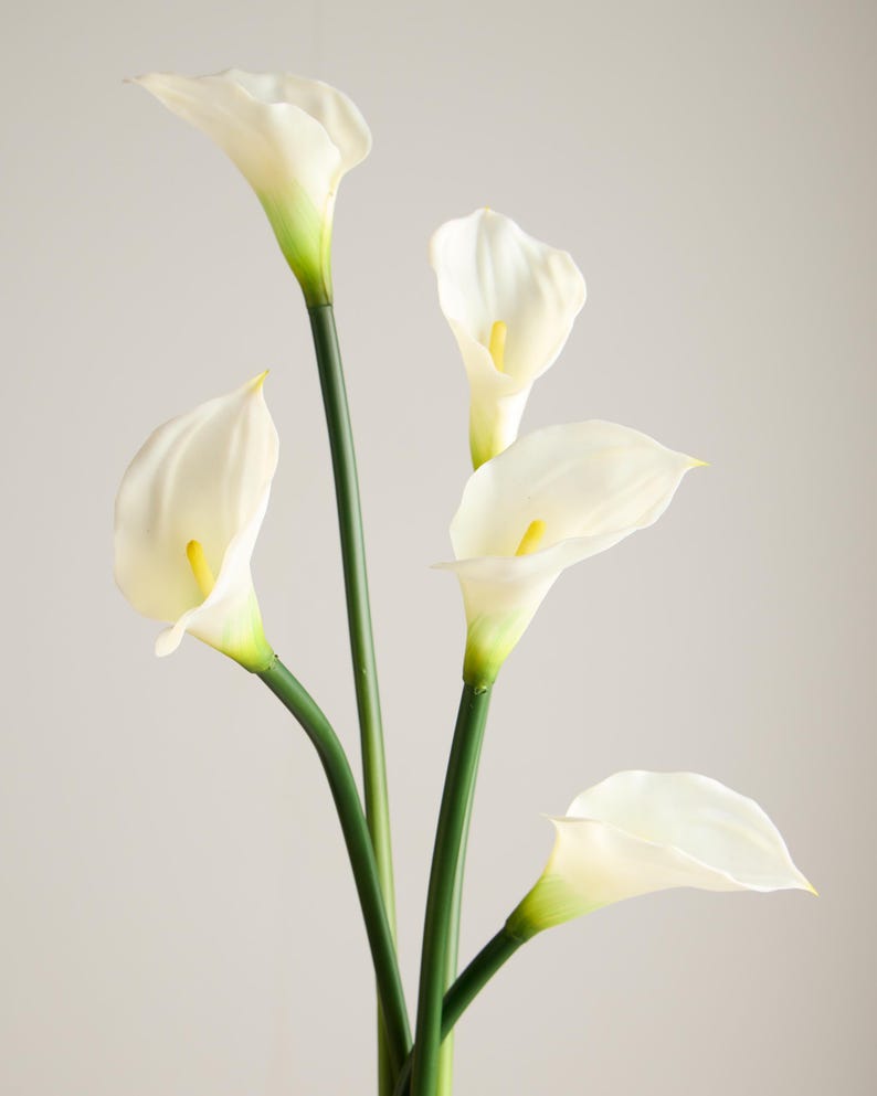 May include: A cluster of white calla lilies with yellow centers and green stems. The flowers have a smooth, elegant appearance, with a slight curve to their petals. The stems are long and slender, creating a graceful arrangement against a neutral background.