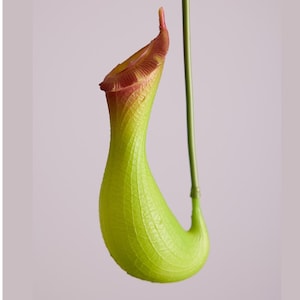 Può includere: Una vivace pianta carnivora verde con una base bulbosa e un collo sottile e curvo. Il bordo della brocca è di colore rosso-marrone e un lungo stelo verde si estende verso l'alto. La pianta ha una superficie strutturata.