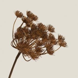May include: A close-up of a dried brown flower head with multiple small, spiky blooms. The flower is on a long, slender stem against a neutral background. The overall aesthetic is natural and organic.