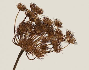 Faux Brown Allium Spray | Artificial Hogweed Stem | Modern Textured Faux Botanical | Unique Greenery | Home Decor Accent - Mocha