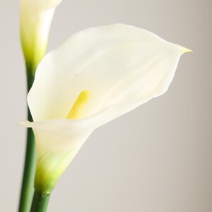 May include: Close-up of a white calla lily flower with a yellow spadix. The flower has a smooth, curved petal and a green stem. The background is a soft, neutral color.