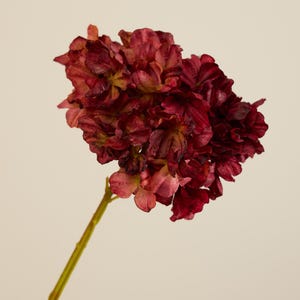 Puede incluir: Un solo tallo de hortensia de color burdeos. El cabezal de la flor es un grupo de pétalos rizados en tonos de rojo oscuro y granate, con toques de amarillo. El tallo es de color verde claro.