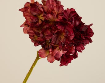 May include: A single stem of burgundy-colored hydrangea. The flower head is a cluster of ruffled petals in shades of deep red and maroon, with hints of yellow. The stem is a light green color.