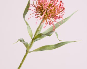 Pink Protea Stem: Exotic Floral Arrangement, Modern Decor