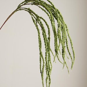 May include: A single stem of green amaranth, a flowering plant, against a neutral background. The stem curves gracefully, transitioning from a reddish-brown base to a cascade of dense, green, beaded strands. The tips are a lighter green.