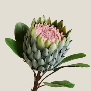 Artificial Protea Stem – Realistic Faux King Protea for Modern Bouquets & Home Styling