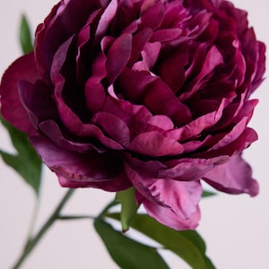May include: A close-up of a deep burgundy peony flower with layered petals. The flower has a lush, full bloom and is attached to a green stem with green leaves. The background is a soft, neutral color.