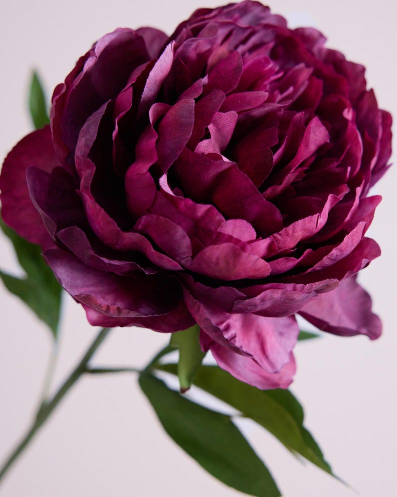 May include: A close-up of a deep burgundy peony flower with layered petals. The flower has a lush, full bloom and is attached to a green stem with green leaves. The background is a soft, neutral color.