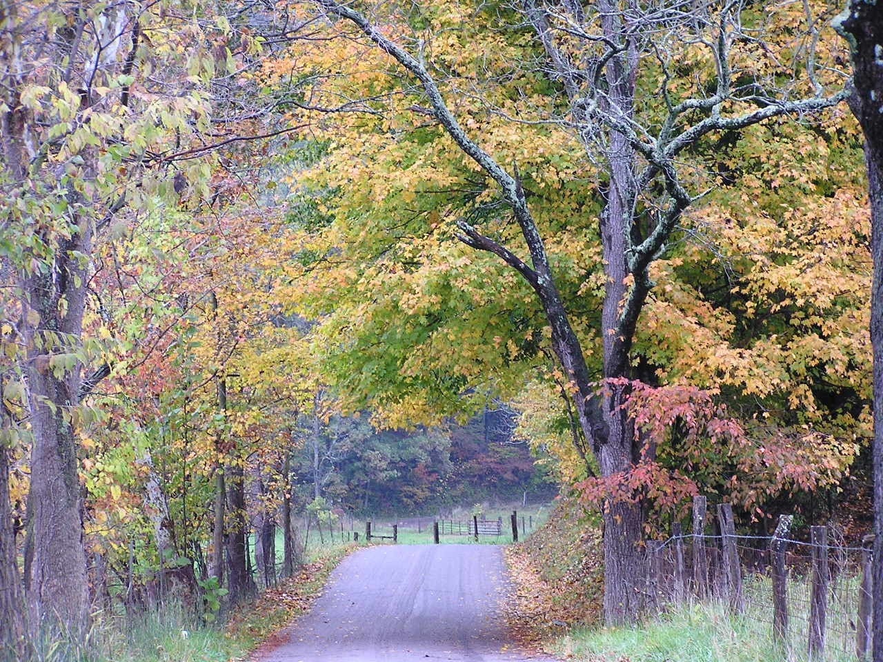 Autumn Country Road 4x6 Fall Foliage in Ohio Landscape Art | Etsy