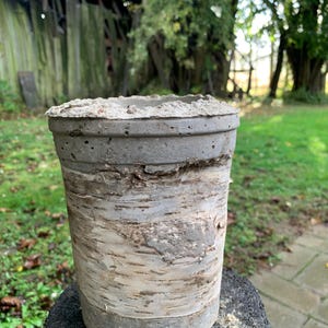 Puede incluir: Un macetero de hormigón gris con un diseño de corteza de abedul. El macetero está sentado en un tocón de árbol.