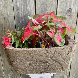 Peut inclure: Un pot rectangulaire en béton texturé rempli de plantes vibrantes. Le pot contient des plantes de Caladium aux feuilles rouges et vertes, et d'autres plantes à fleurs rouges. Le pot est monté sur un support blanc contre une clôture en bois.