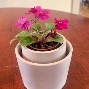Op de afbeelding: Een kleine pot met Afrikaanse viooltjes met levendige magentakleurige bloemen en groene bladeren. De plant staat in een witte, cilindrische pot met twee niveaus. De pot staat op een donker houten oppervlak.