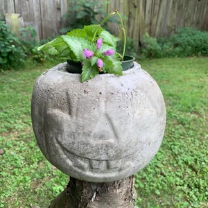Peut inclure: Un pot de fleur en béton en forme de citrouille avec un visage sculpté, contenant une petite plante en pot avec des feuilles vertes et des fleurs violettes. Le pot est posé sur une souche d'arbre.