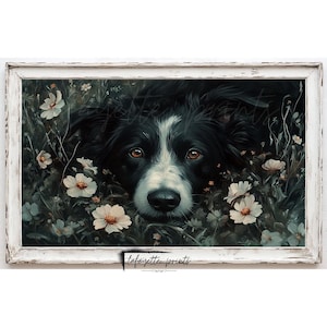 May include: A black and white border collie dog with brown eyes peeks out from a bed of white flowers. The dog's nose is visible, and the flowers are in focus. The background is a dark green.