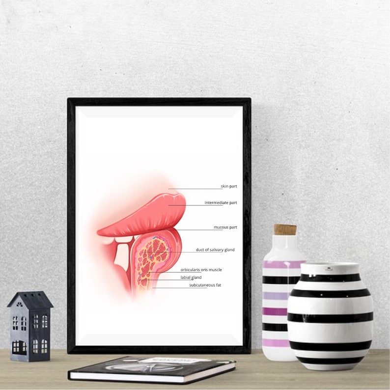 Labiod Lips Structure | Lip Anatomy Illustration | Esthetician Wall Art | Skin ...