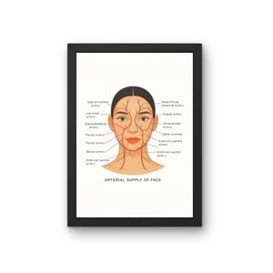 Arterial Supply Face | Botox & Filler Injector | Facial Arteries | Anatomy | Esthetician | Nurse Injector | Dermatology | Digital Download