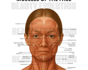Muscles du visage et du cou | Botox et injecteur de remplissage | Anatomie | Esthéticienne | Esthétique | Dermatologie | Medspal numérique