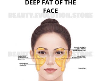 Almohadillas faciales profundas de grasa / Inyector de bótox y rellenos / Anatomía / Arte / Esteticista / Estética / Dermatología / Spa médico / Descarga digital